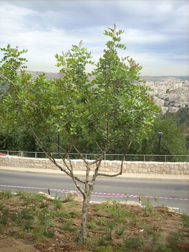 L'arbre à yad Vashem