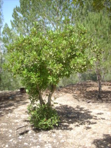 Arbre à Yad Vashem