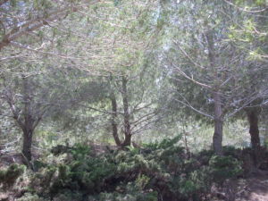 L'arbre de Frédéric Doerr dans le jardin des Justes