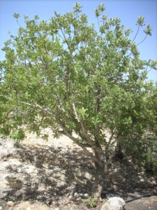 Arbre Brunel à Yad Vashem