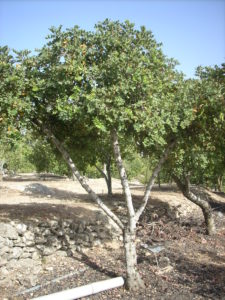 Arbre Marie-Antoinette Gout à Yad Vashem