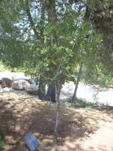 Frechengues dans le Jardin des Justes à Yad Vashem