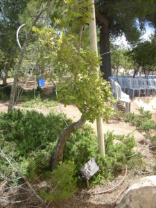Frechengues dans le Jardin des Justes à Yad Vashem