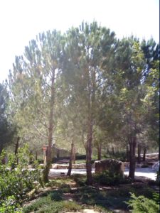 Arbre à Jérusalem