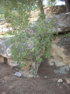 Arbre Louise Laffont