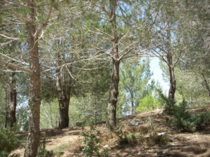 Arbre Lepine à Yad Vashem