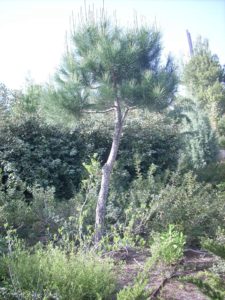 Arbre Martinier Trebosc