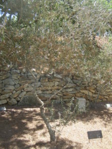 Arbre à yad Vashem