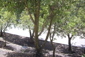 Arbre Ribouleau