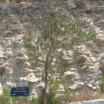 Arbre Duchemin à Yad Vashem