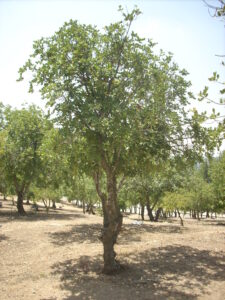 Arbre à Yad Vashem