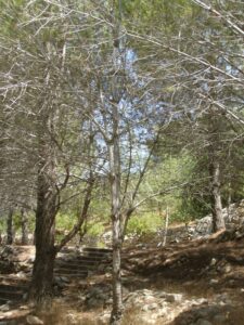 Arbre Lucienne Wisberg