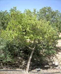 Arbre Marie-Louise Couttet